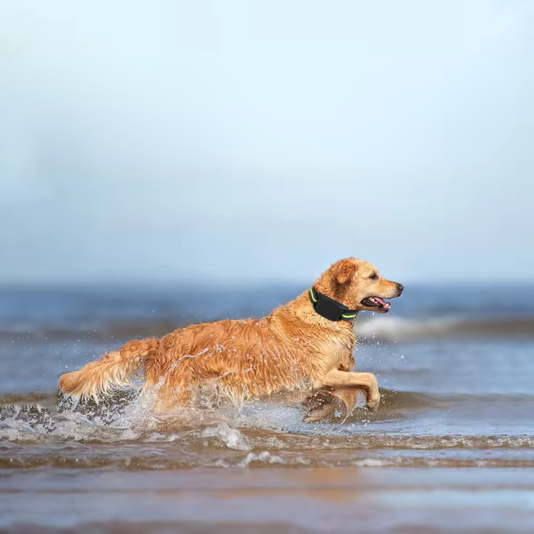 Sound and Shock Automatic Bark Control Collar