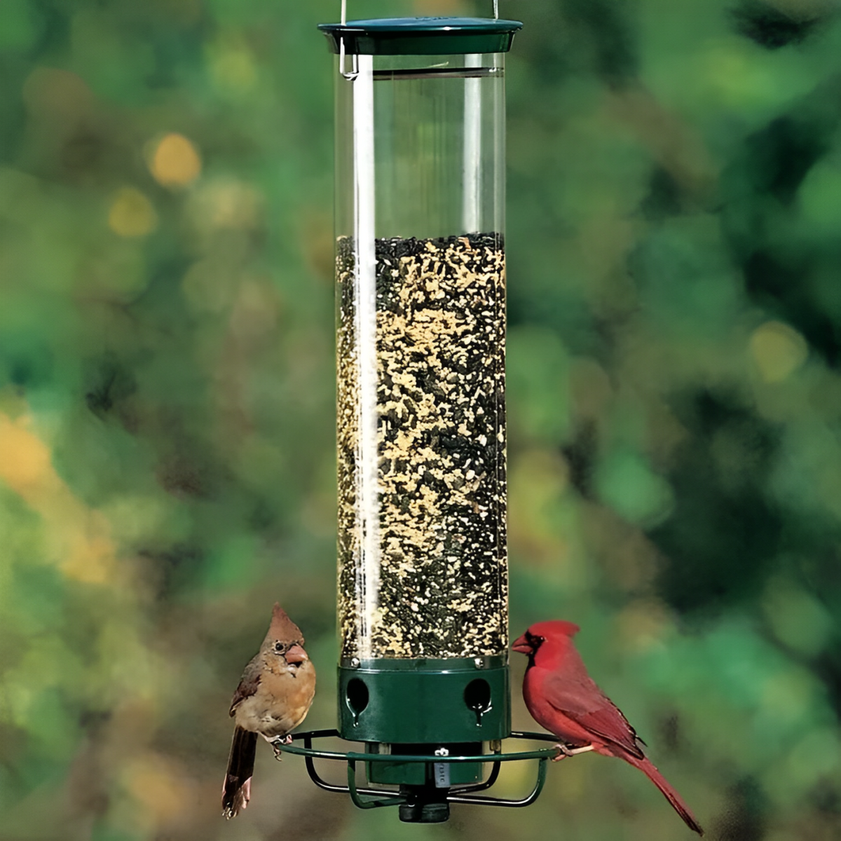 Squirrel-Proof Feeder with Hanging Design - Sturdy Construction