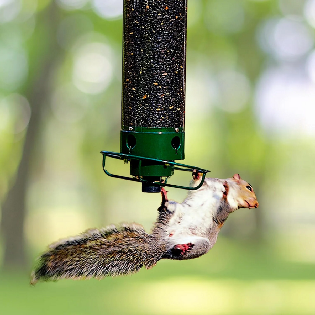 Squirrel-Resistant Metal Birdhouse – Waterproof Design