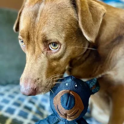 IndestructoPaw™ – Unbreakable Fun for Your Happy, Healthy Dog