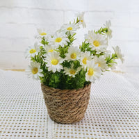 Snowdrop Bloom