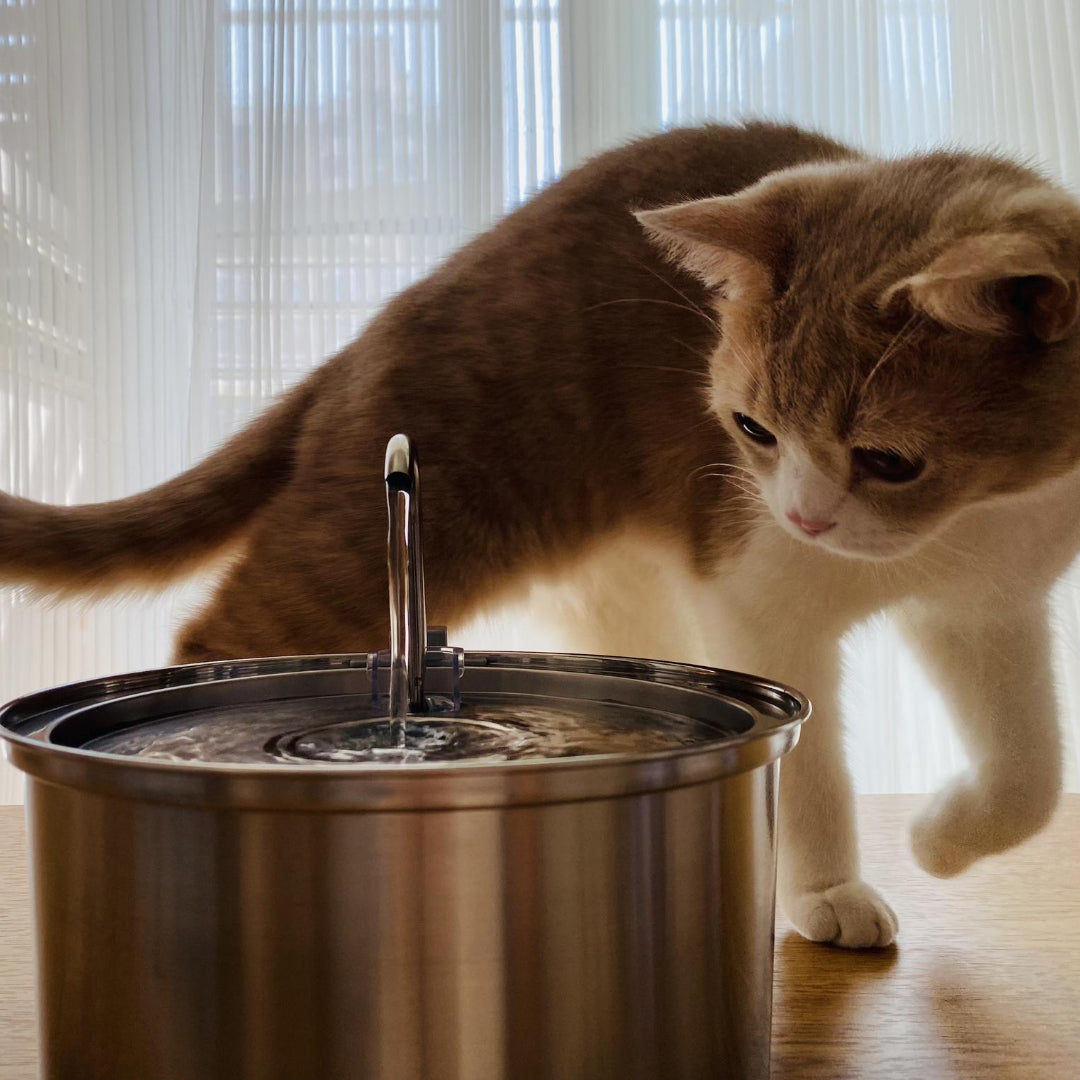 4L Smart Pet Water Dispenser with Stainless Steel Design