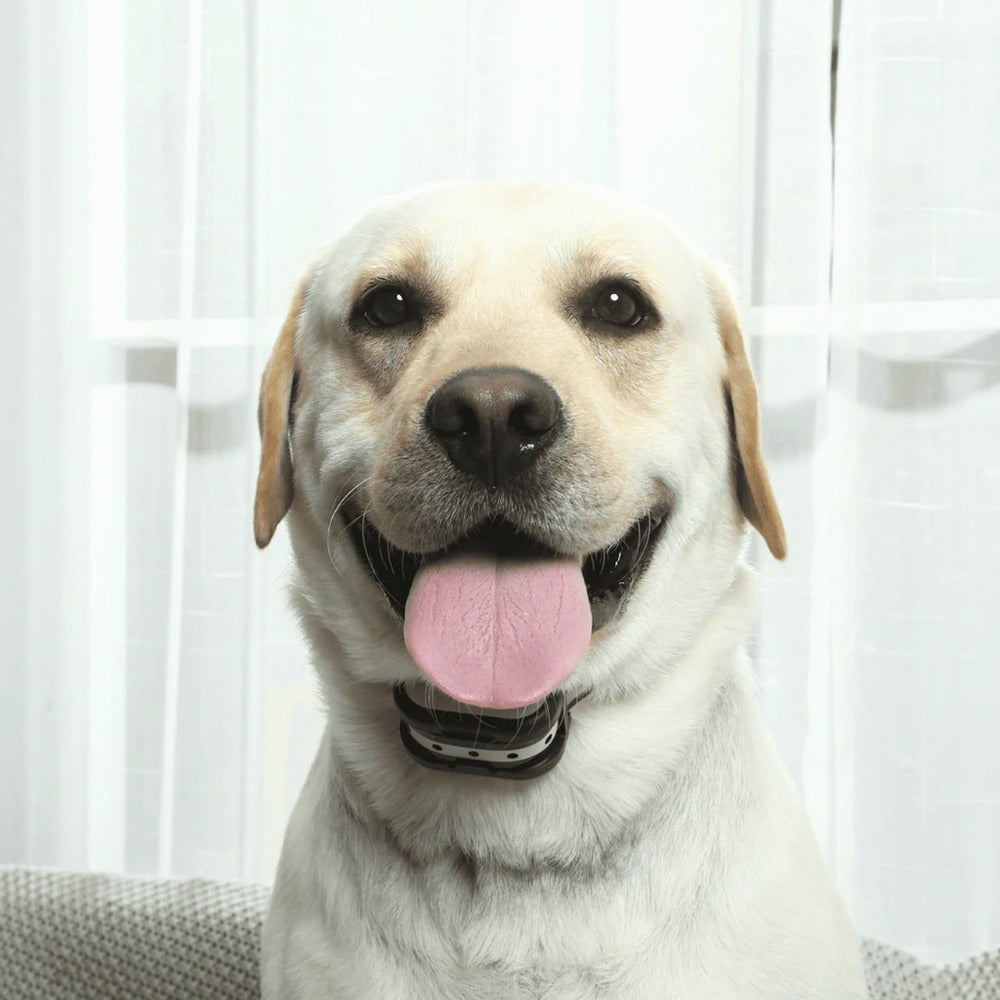Wireless Dog Fence and Training Collar | Humane Correction Methods | Rechargeable & Waterproof