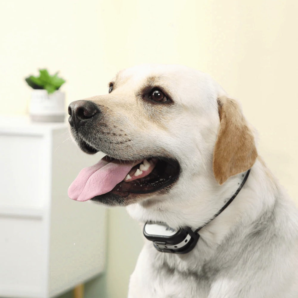 Wireless Dog Fence and Training Collar | Humane Correction Methods | Rechargeable & Waterproof