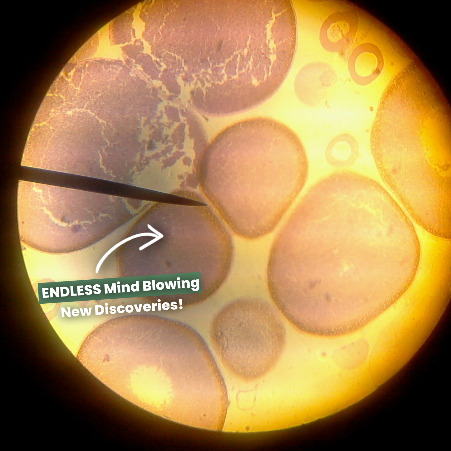 Portable HD Microscope | Explore the Microworld Anywhere