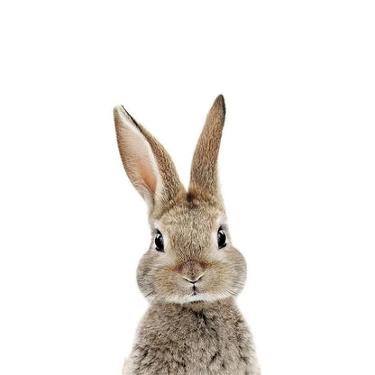 Removable Vinyl Wall Decals of Adorable Animals for Nursery Decor