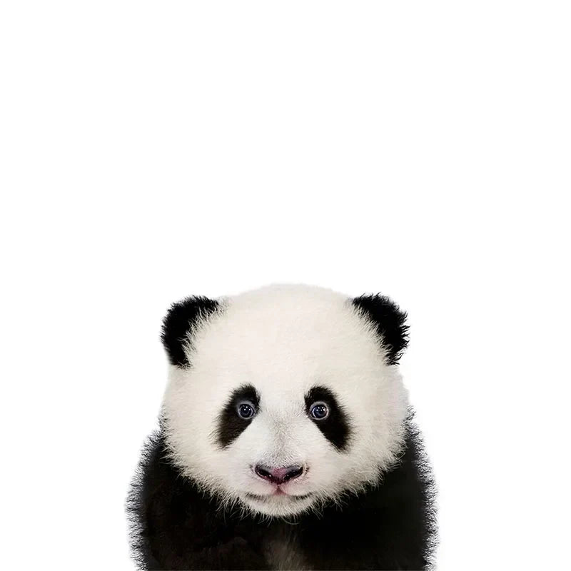 Removable Vinyl Wall Decals of Adorable Animals for Nursery Decor