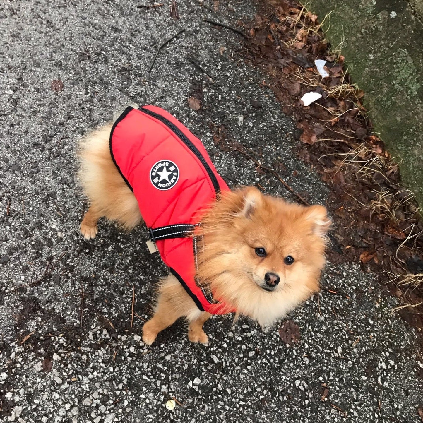 All-Weather Dog Jacket with Harness | Windproof & Waterproof