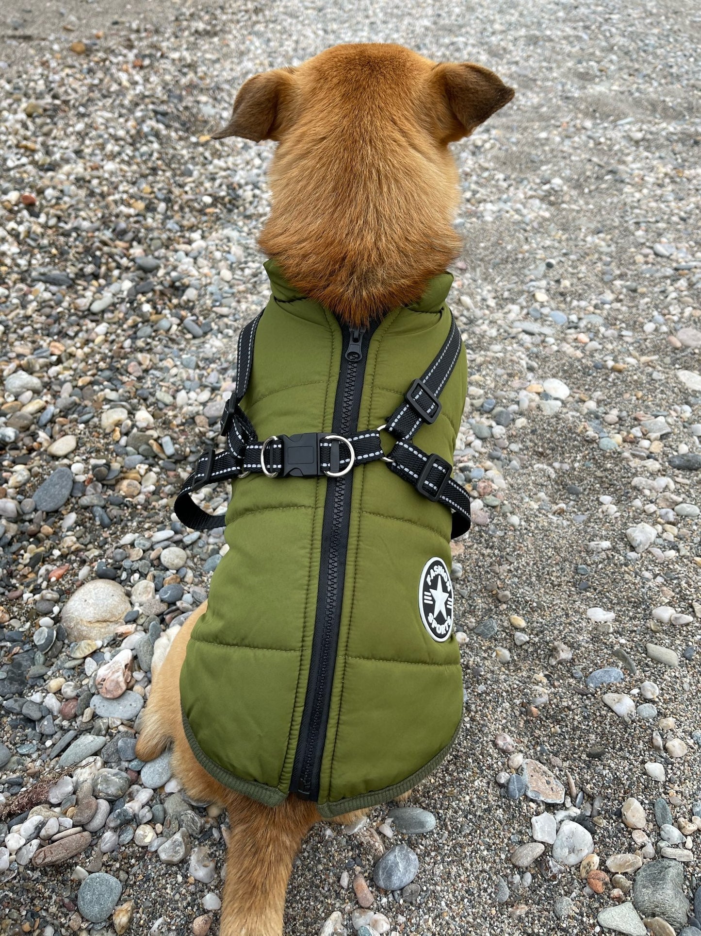 All-Weather Dog Jacket with Harness | Windproof & Waterproof