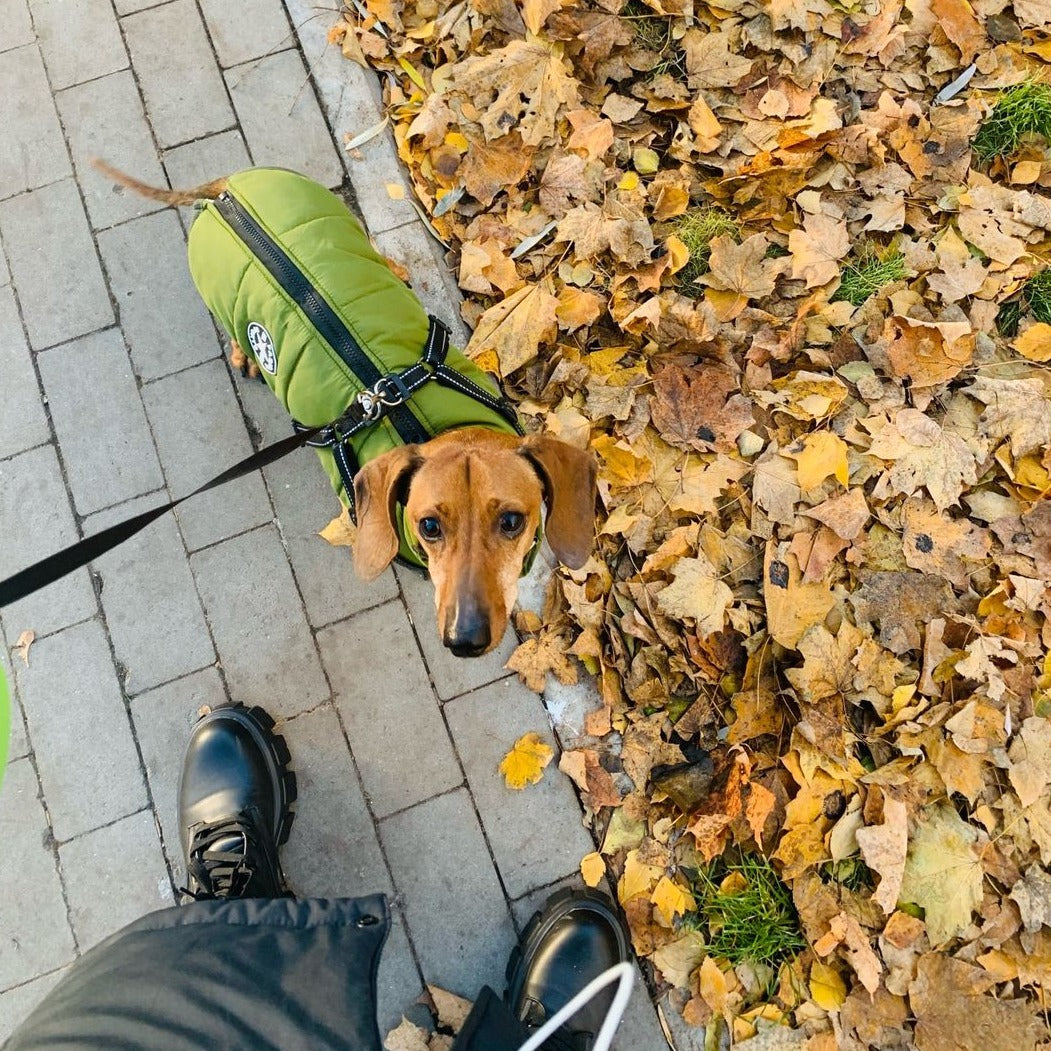 All-Weather Dog Jacket with Harness | Windproof & Waterproof
