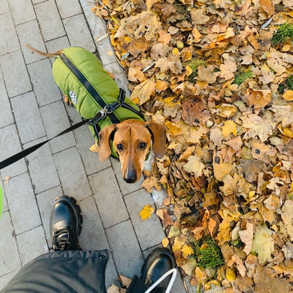 All-Weather Dog Jacket with Harness | Windproof & Waterproof