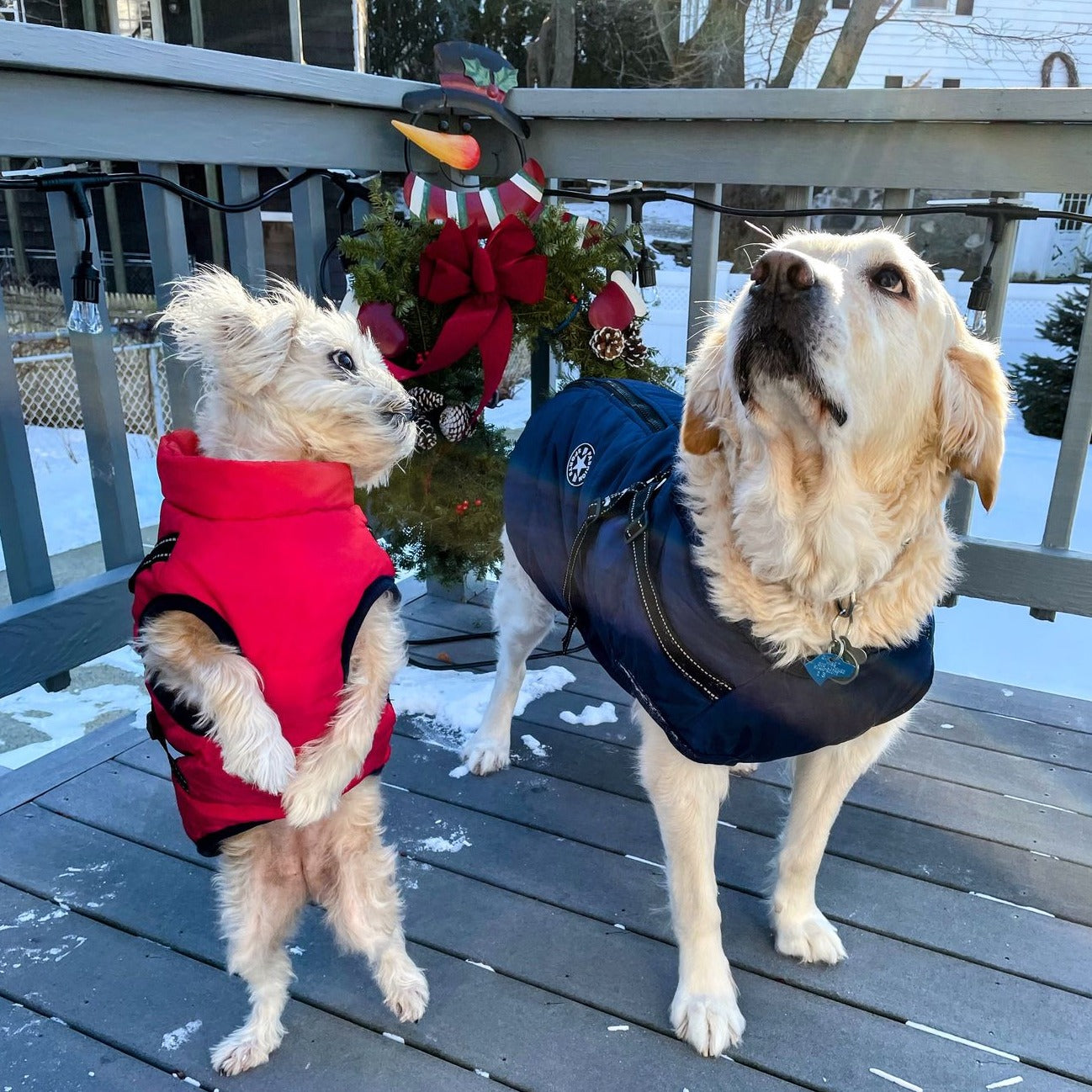 All-Weather Dog Jacket with Harness | Windproof & Waterproof