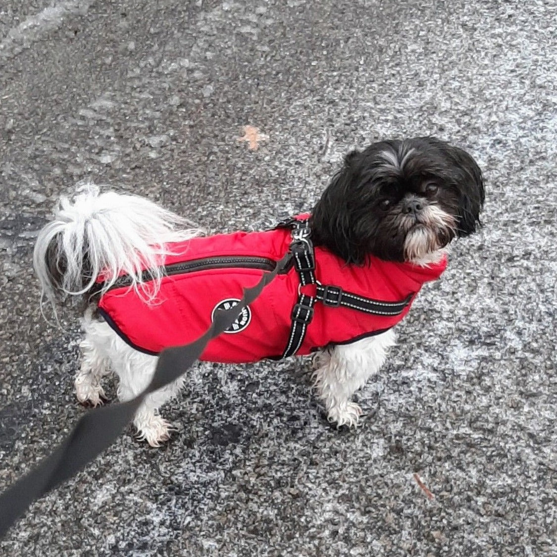 All-Weather Dog Jacket with Harness | Windproof & Waterproof