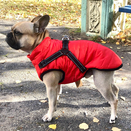 All-Weather Dog Jacket with Harness | Windproof & Waterproof