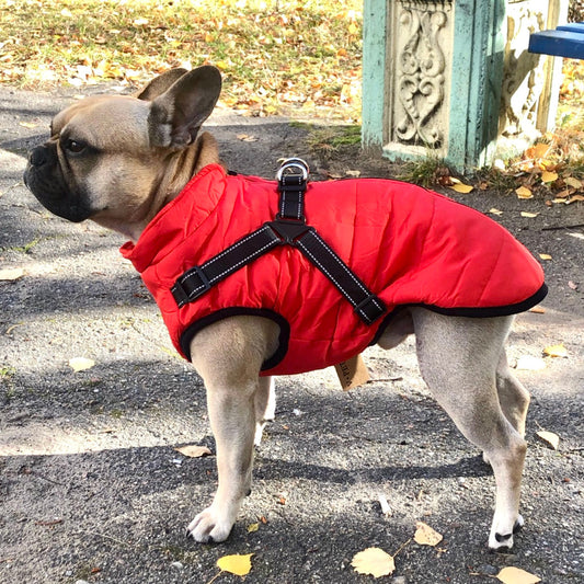 All-Weather Dog Jacket with Harness | Windproof & Waterproof