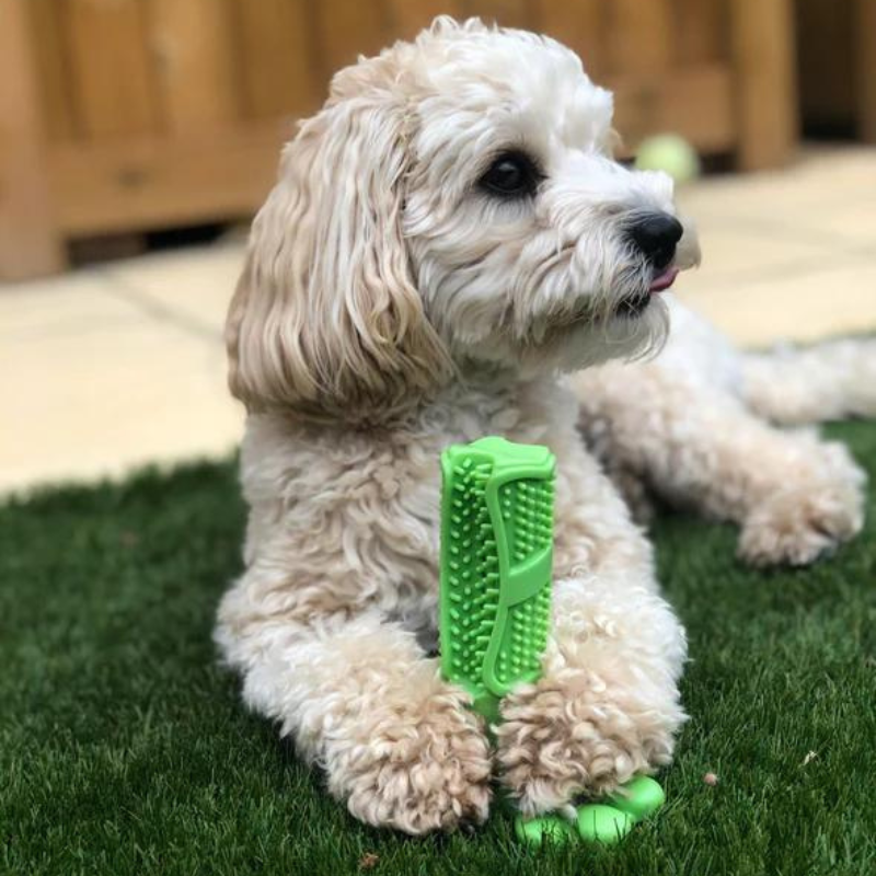 Ultimate Dental Toy for Your Dog's Oral Health