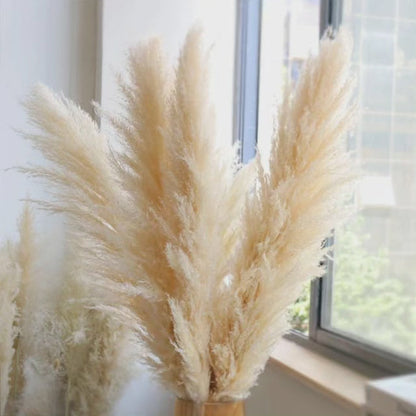 Fluffy Pampas Grass - Large Decorative Dried Plant