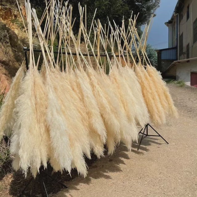 Fluffy Pampas Grass - Large Decorative Dried Plant