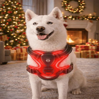 Illuminate Your Walks with the BrightPaw LED Harness