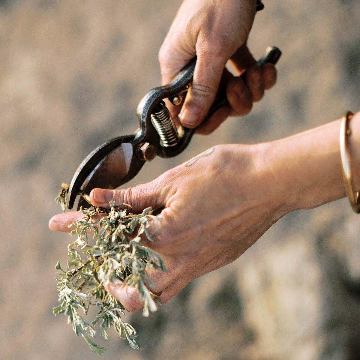 Essential Pruning Toolkit for Garden Enthusiasts