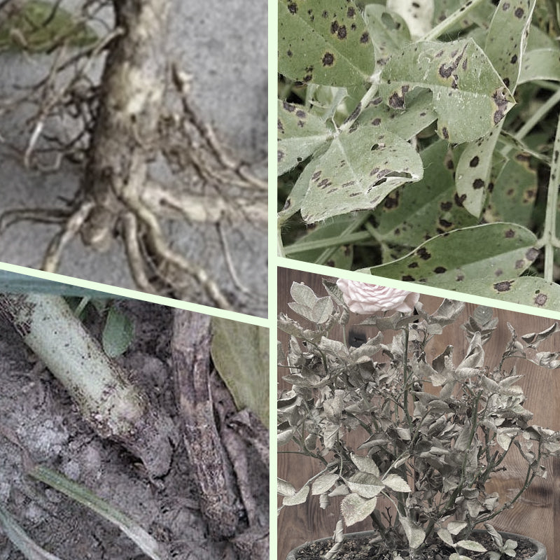 Nourish Your Plants with Precision | Easy Nutrient Delivery | GrowWell