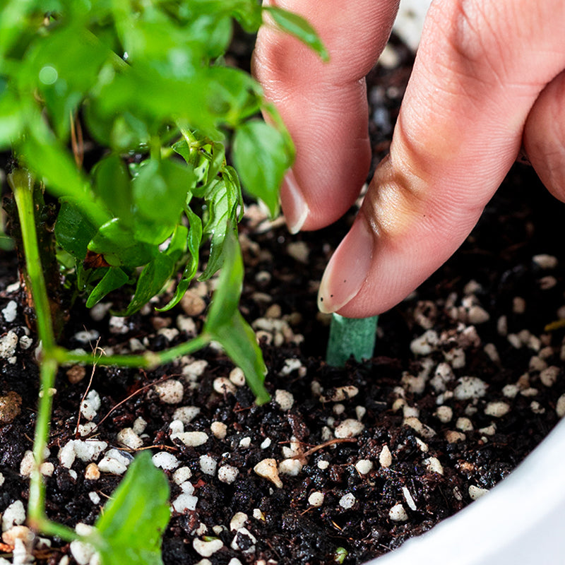 Nourish Your Plants with Precision | Easy Nutrient Delivery | GrowWell