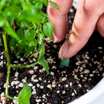 Nourish Your Plants with Precision | Easy Nutrient Delivery | GrowWell