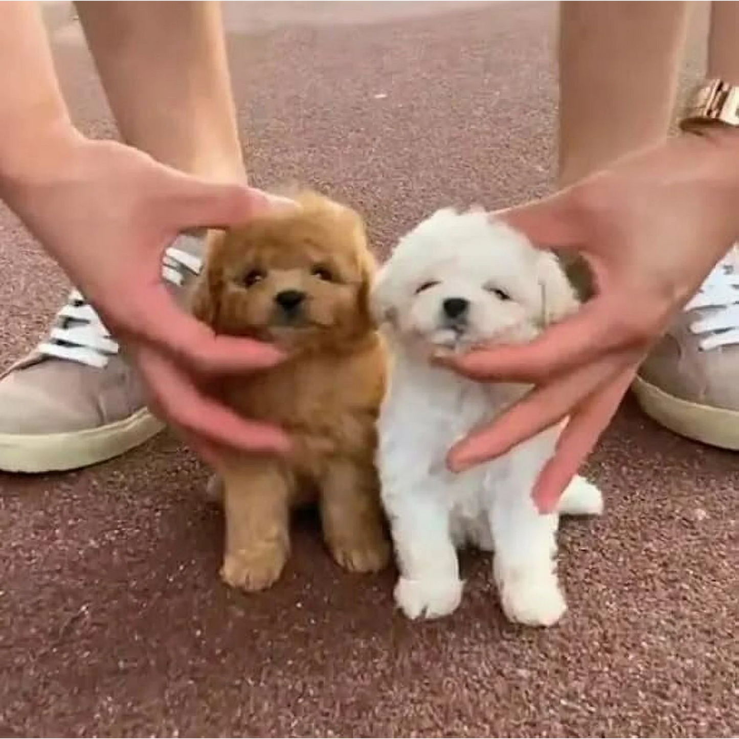 Cuddle Companion | Interactive Plush Puppy | Moves and Responds
