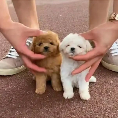 Cuddle Companion | Interactive Plush Puppy | Moves and Responds