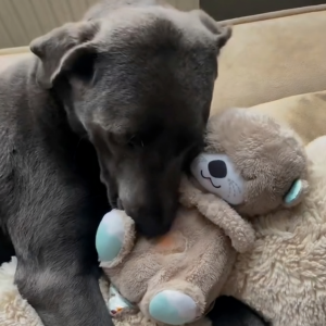 Cuddle Companion | Comfort Toy with Heartbeat Simulation