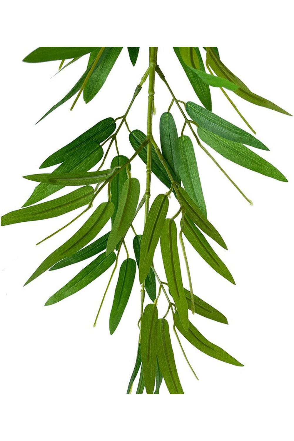Bamboo Leaf Herbal Infusion