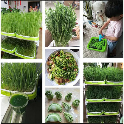Seed Sprouting Tray – 2-Tier System for Microgreens & Sprouts – BPA-Free Plastic