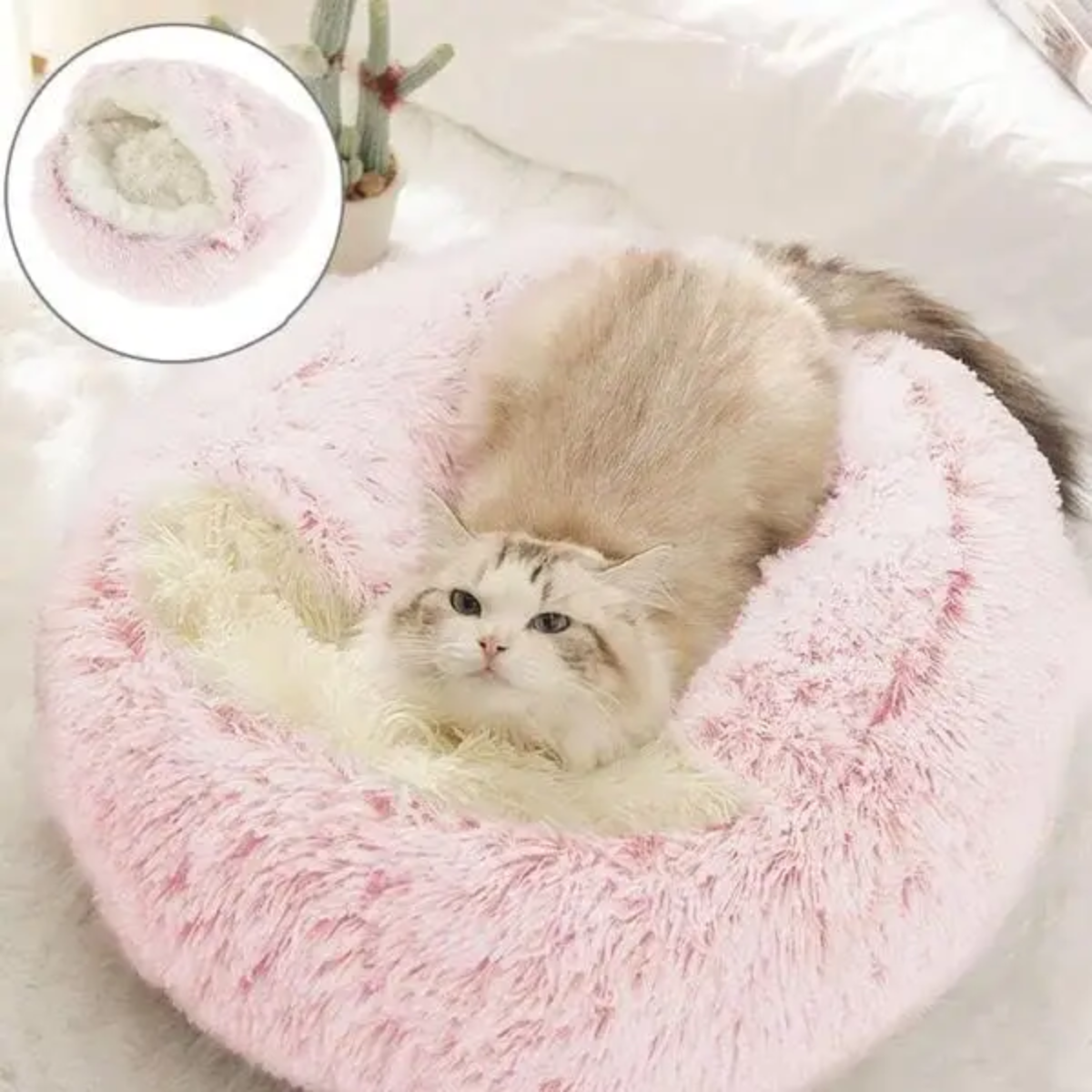 Dog Beds for Relaxing Sleep and Comfort