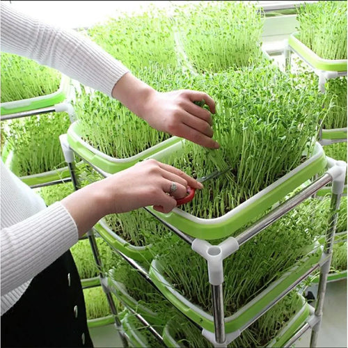 Seed Sprouting Tray – 2-Tier System for Microgreens & Sprouts – BPA-Free Plastic