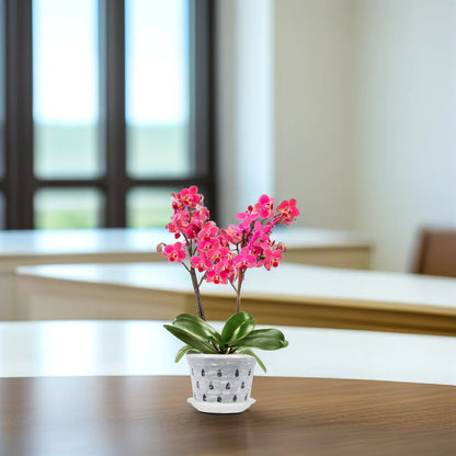 Set of 5 Transparent Orchid Flower Pots - Durable with Drainage Holes for Healthy Growth