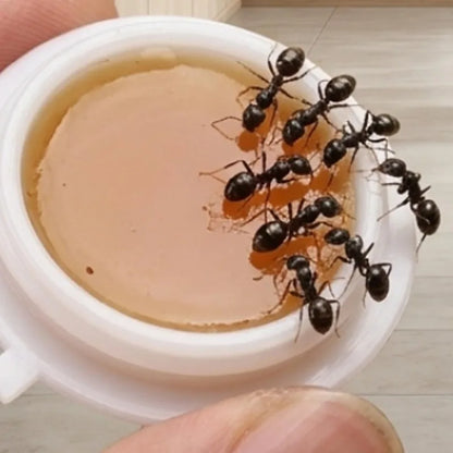 Effective Ant Control Solution for Home and Garden