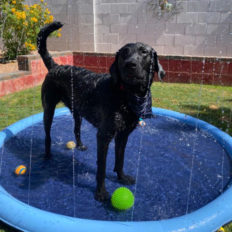 Splash Pad for Pets - Paws and Play Water Fun