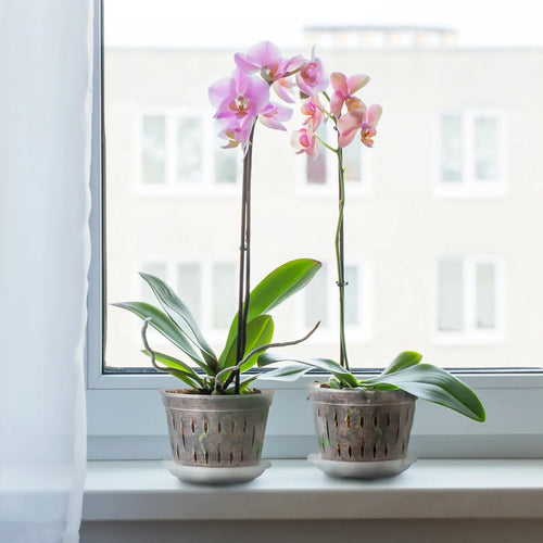 Set of 5 Transparent Orchid Flower Pots - Durable with Drainage Holes for Healthy Growth