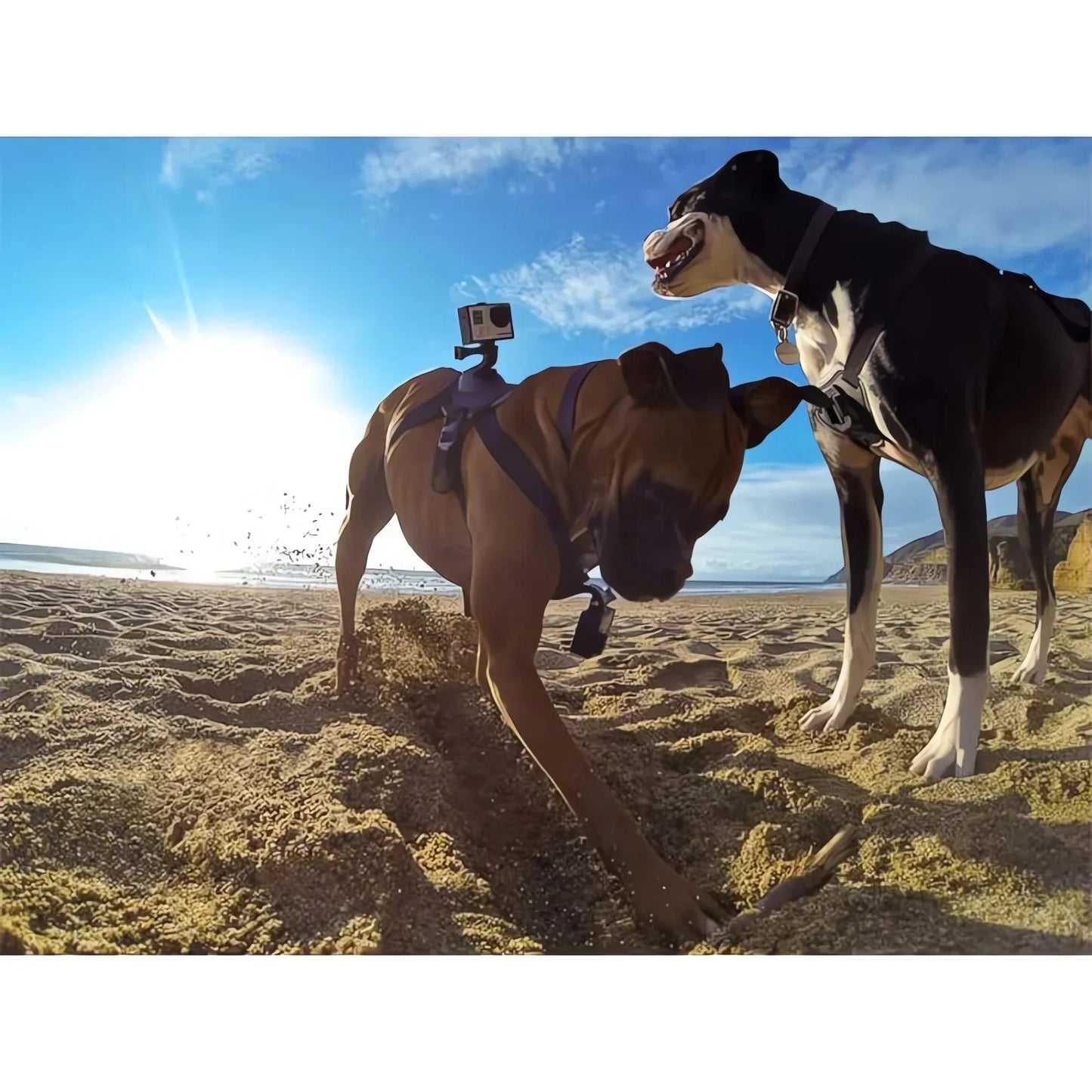 360° View Dog Harness for Adventurous Pups