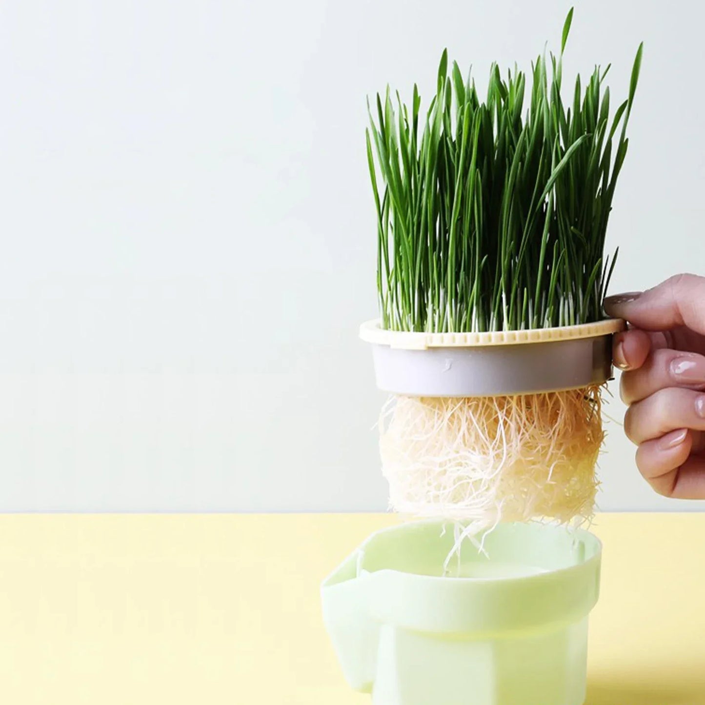 Cat Grass Cup | Soil-Free | BPA-Free & Reusable | For Sprouts & Wheatgrass