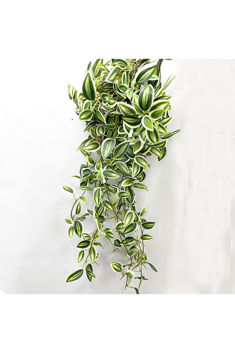 Bamboo Leaf Herbal Infusion