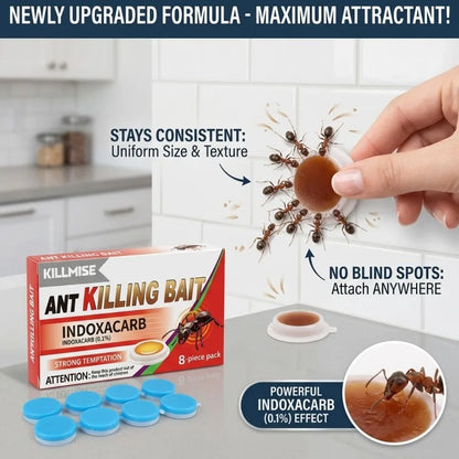 Effective Ant Control Solution for Home and Garden