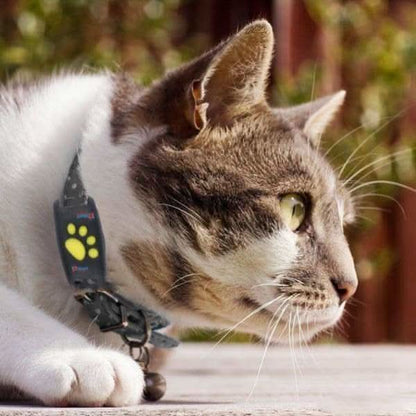 GPS Pet Collar for Adventurous Outdoor Cats