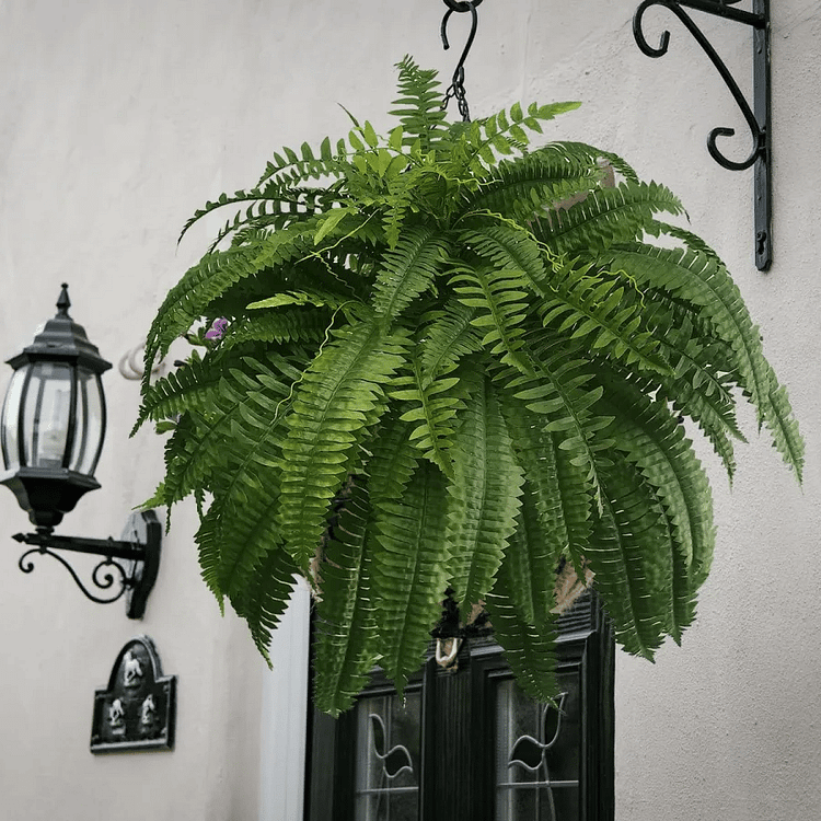 Artificial Boston Fern Plant with UV Protection – Weather-Resistant Design