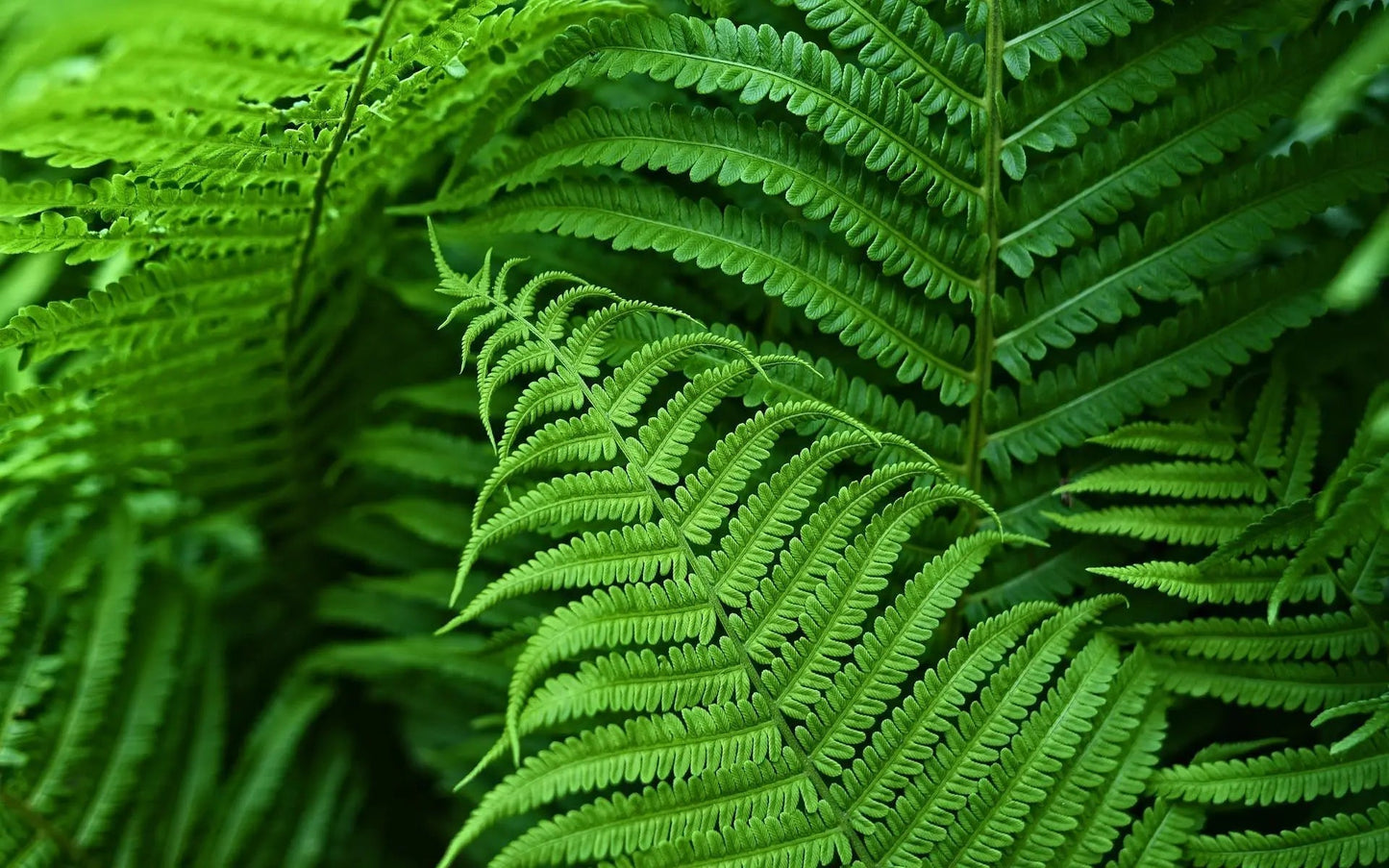 Artificial Boston Fern Plant with UV Protection – Weather-Resistant Design