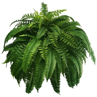 Artificial Boston Fern Plant with UV Protection – Weather-Resistant Design
