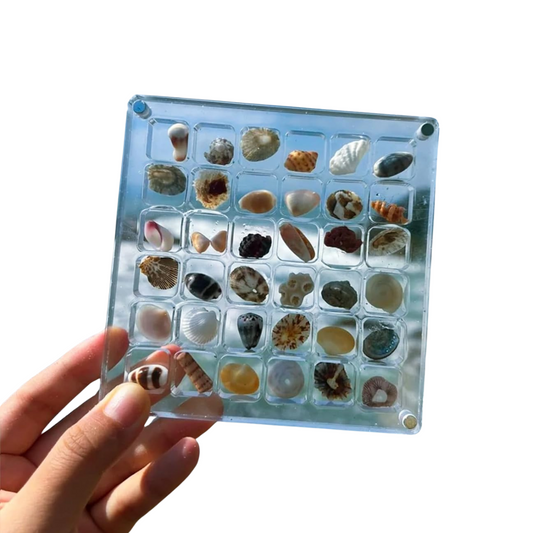 Stylish Display for Your Ocean Treasures