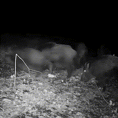 16MP Photo and 1080P Video Trail Camera for Outdoor Use