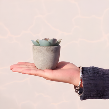 Evergreen Faux Succulent for Timeless Decor