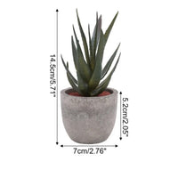 Tall Aloe